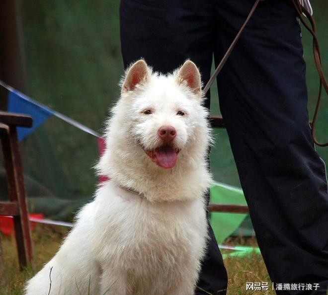 火！身价飙升至10万美元狗主人被扒冰球突破贵州下司犬“查理国王”爆(图1)