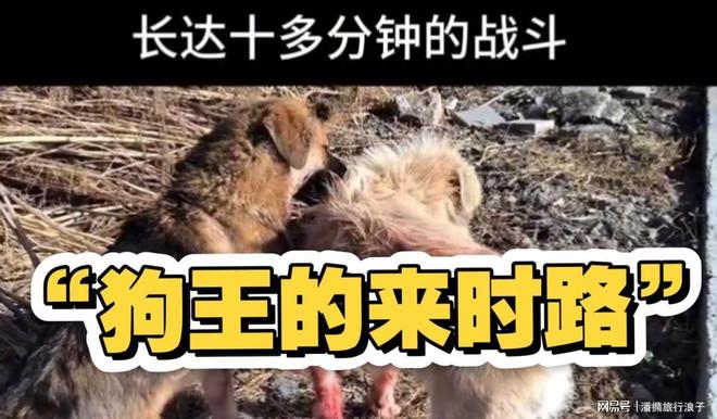 火！身价飙升至10万美元狗主人被扒冰球突破贵州下司犬“查理国王”爆(图2)