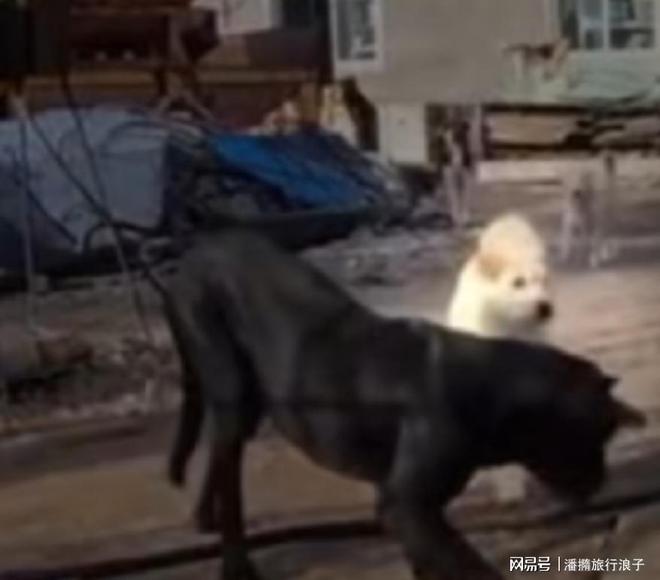 火！身价飙升至10万美元狗主人被扒冰球突破贵州下司犬“查理国王”爆(图5)