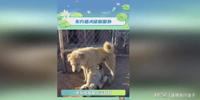 火！身价飙升至10万美元狗主人被扒冰球突破贵州下司犬“查理国王”爆(图3)
