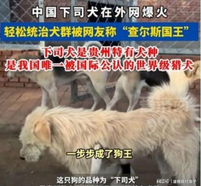 火！身价飙升至10万美元狗主人被扒冰球突破贵州下司犬“查理国王”爆(图13)