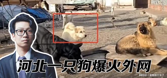 火！身价飙升至10万美元狗主人被扒冰球突破贵州下司犬“查理国王”爆(图9)
