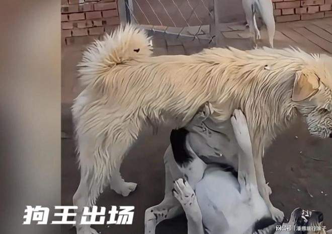 火！身价飙升至10万美元狗主人被扒冰球突破贵州下司犬“查理国王”爆(图12)