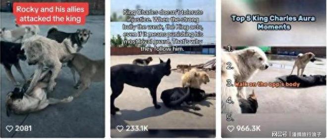 火！身价飙升至10万美元狗主人被扒冰球突破贵州下司犬“查理国王”爆(图10)
