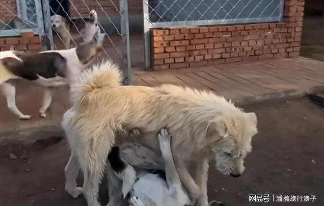 火！身价飙升至10万美元狗主人被扒冰球突破贵州下司犬“查理国王”爆(图14)