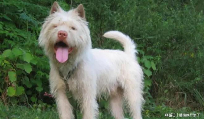 火！身价飙升至10万美元狗主人被扒冰球突破贵州下司犬“查理国王”爆(图7)