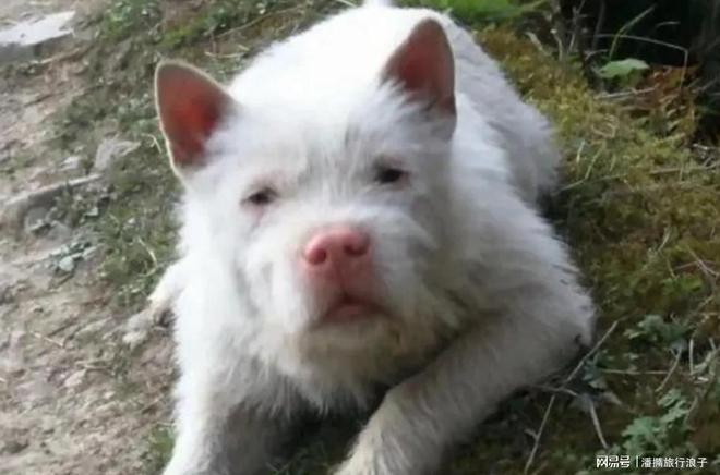 火！身价飙升至10万美元狗主人被扒冰球突破贵州下司犬“查理国王”爆(图11)
