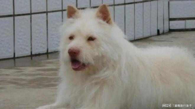 火！身价飙升至10万美元狗主人被扒冰球突破贵州下司犬“查理国王”爆(图6)