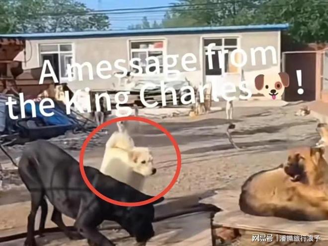 火！身价飙升至10万美元狗主人被扒冰球突破贵州下司犬“查理国王”爆(图8)
