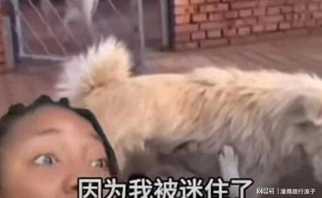火！身价飙升至10万美元狗主人被扒冰球突破贵州下司犬“查理国王”爆(图17)