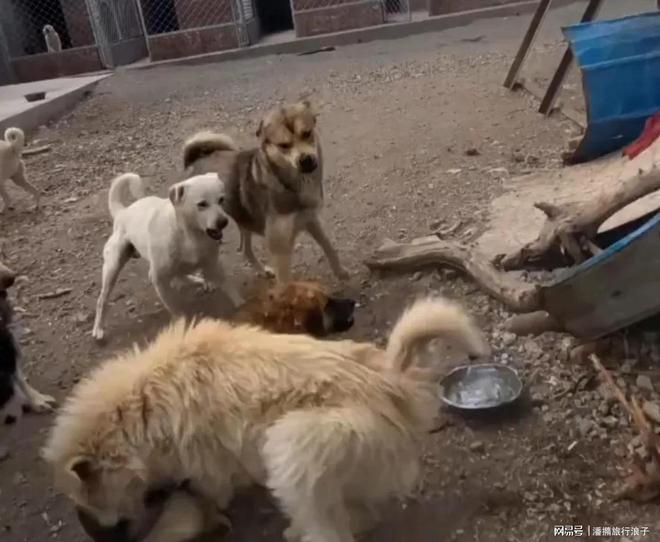 火！身价飙升至10万美元狗主人被扒冰球突破贵州下司犬“查理国王”爆(图15)