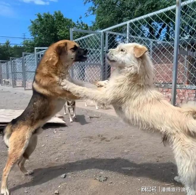 火！身价飙升至10万美元狗主人被扒冰球突破贵州下司犬“查理国王”爆(图18)