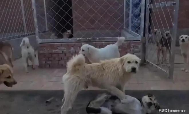 火！身价飙升至10万美元狗主人被扒冰球突破贵州下司犬“查理国王”爆(图19)