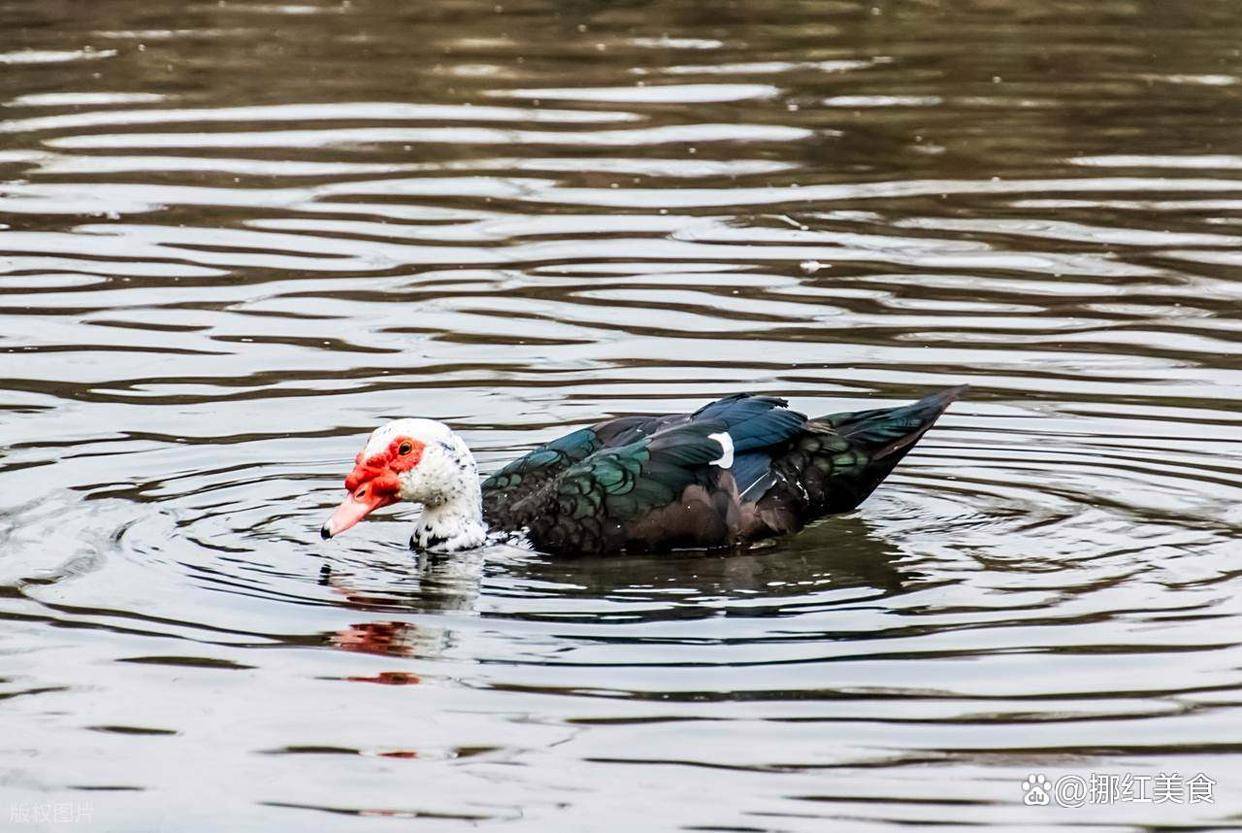 秘经典姜母鸭的千年由来与家常制法冰球突破网站御膳传奇暖身至味:揭(图3) 秘经典姜母鸭的千年由来与家常制法冰球突破网站御膳传奇暖身至味:揭(图3)